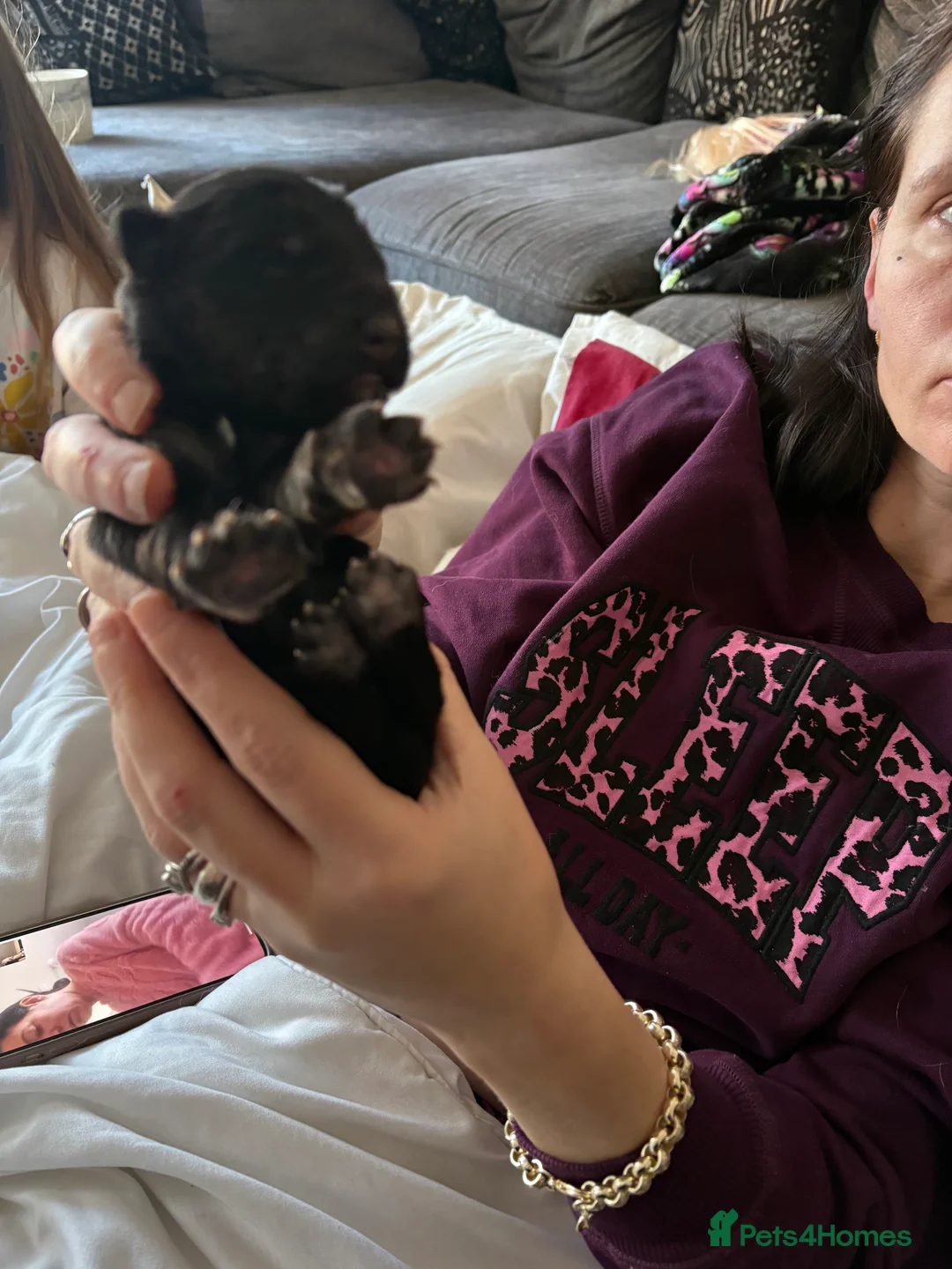 German Shepherd dogs for sale: 7 German shepherd puppies  - Advert 11