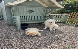 Samoyed dogs for sale: 🐾 🐶 AMAZING, UNIQUE, HEAD TURNING male Samoyed - Image 21