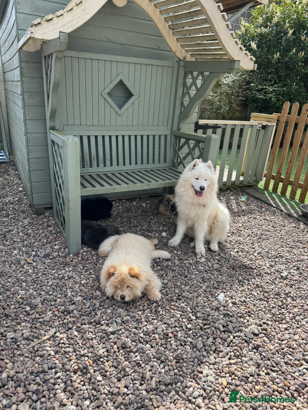 Samoyed dogs for sale: 🐾 🐶 AMAZING, UNIQUE, HEAD TURNING male Samoyed - Image 21