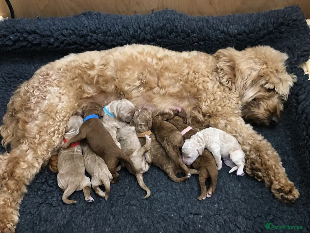Double Doodle dogs for sale: Sunning littler of Doubledoodle puppies in Grimsby - Advert 2