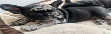 French Bulldog 1