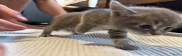 Persian cats for sale: Persian Black Mix  - Advert 9