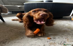 Cocker Spaniel dogs for stud: STUD - Working Cocker Spaniel - Image 6