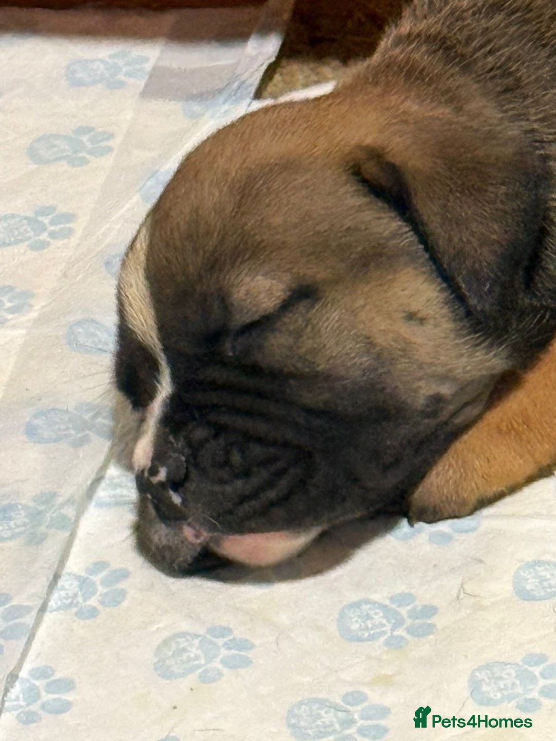 American Bulldog dogs for sale: American bulldog  - Advert 9