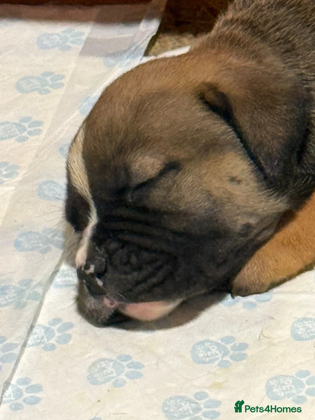 American Bulldog dogs for sale: American bulldog  - Advert 8