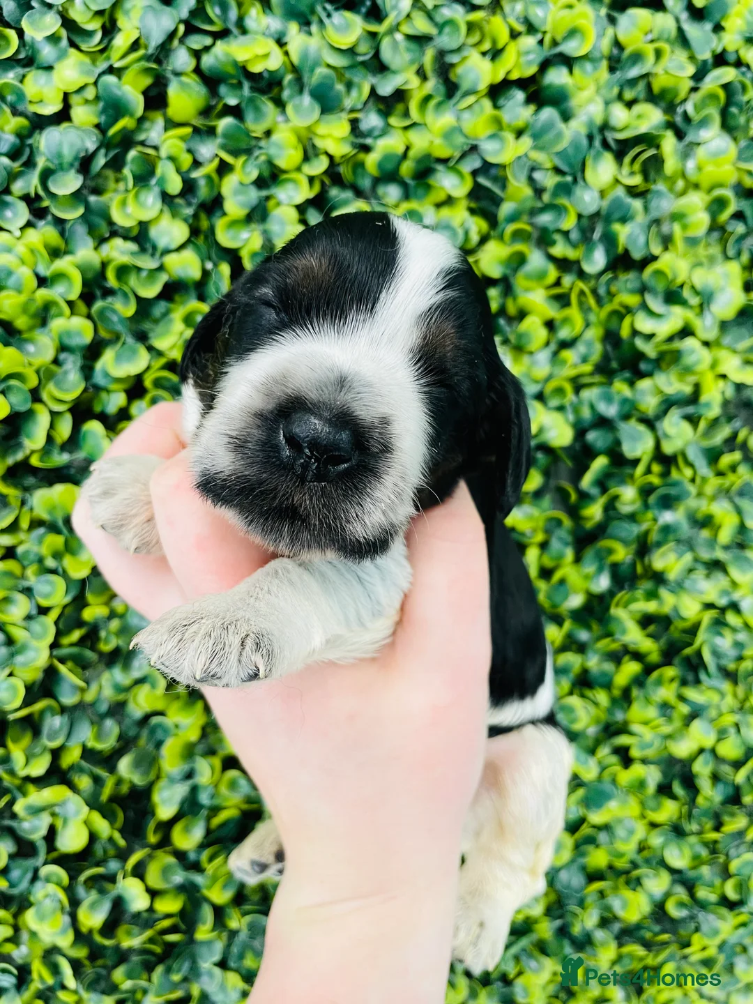 Cocker Spaniel dogs for stud: 🧡🧡 KC REG Stud Orange Roan Show Cocker Spaniel in Northallerton - Advert 13