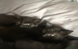 British Shorthair cats for sale: Kittens for sale - Image 2