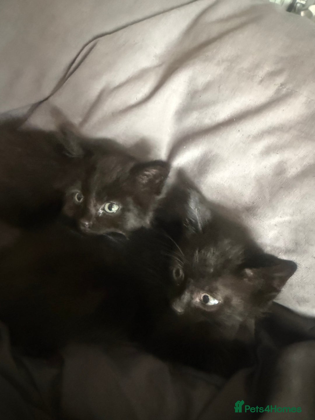 British Shorthair cats for sale: Kittens for sale - Image 2