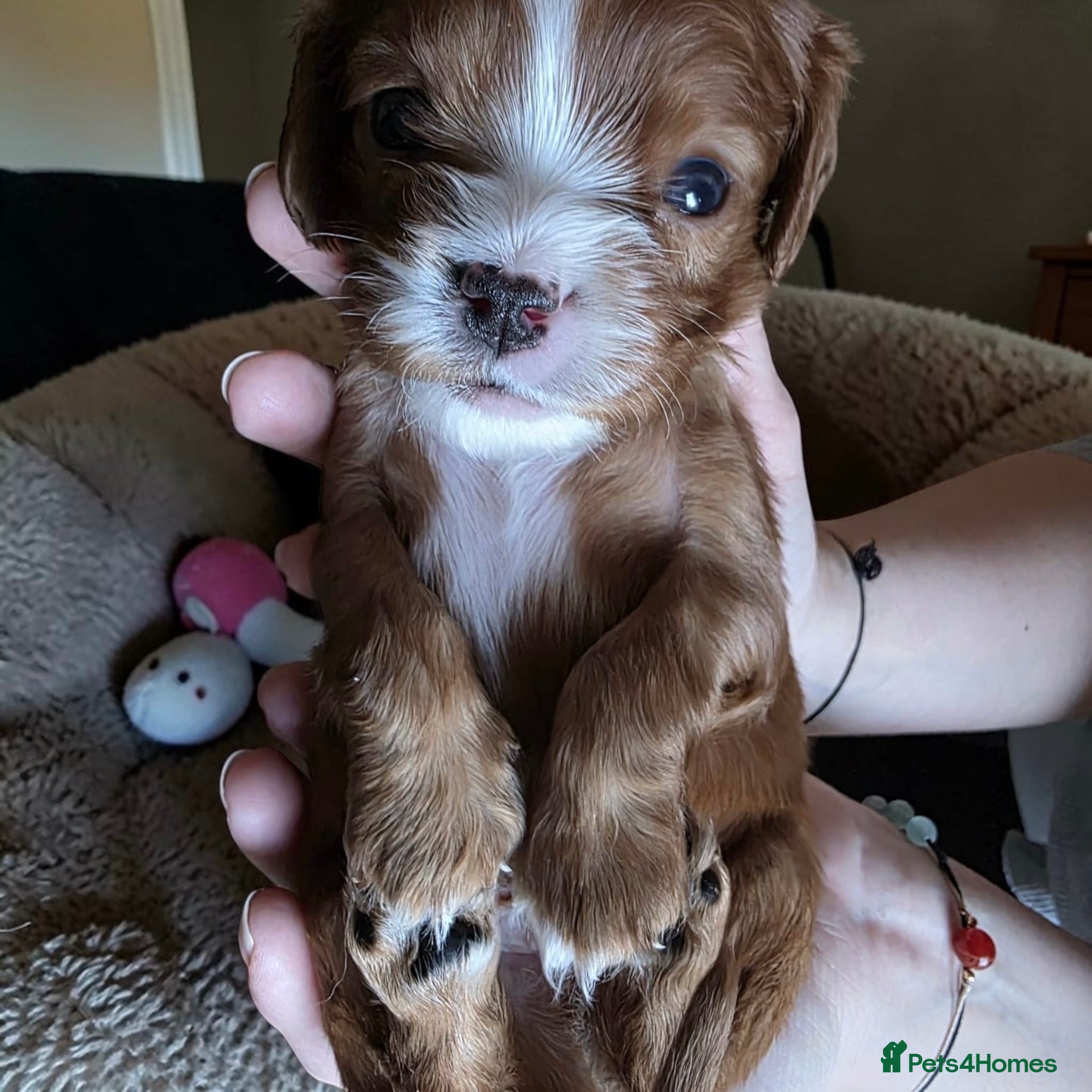 Cavalier King Charles Spaniel dogs Very rare in UK ultra-low COI 0.2% Choc carrier KC - Advert 1