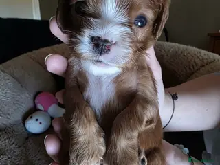 Cavalier King Charles Spaniel dogs Very rare in UK ultra-low COI 0.2% Choc carrier KC - Advert 17