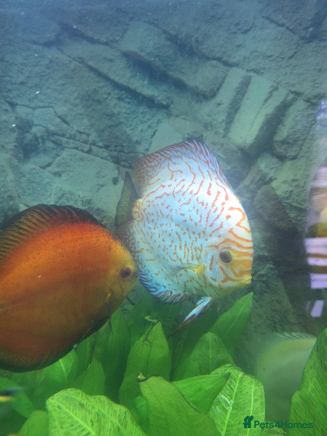 Discus fish for sale: Discus,  Well grown discus fish  - Image 10