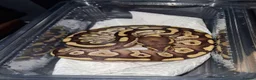 Python Snake reptiles for sale: Baby ball python - Advert 4