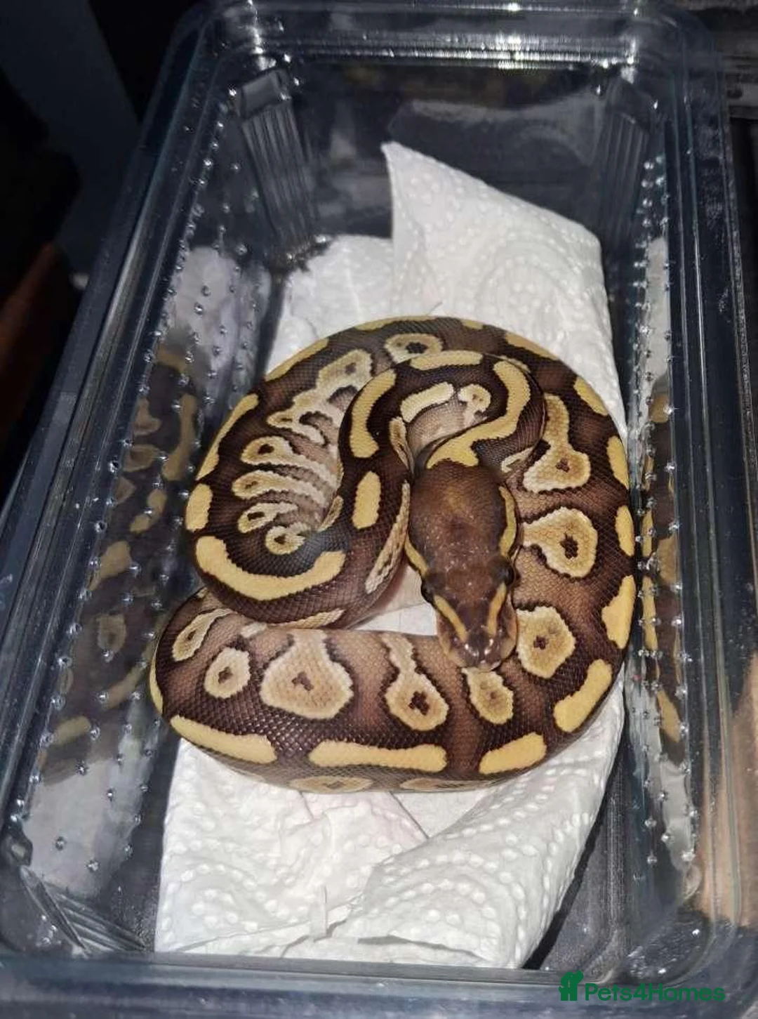Python Snake reptiles for sale: Baby ball python - Advert 4