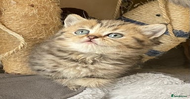 British Shorthair cats - Advert 15