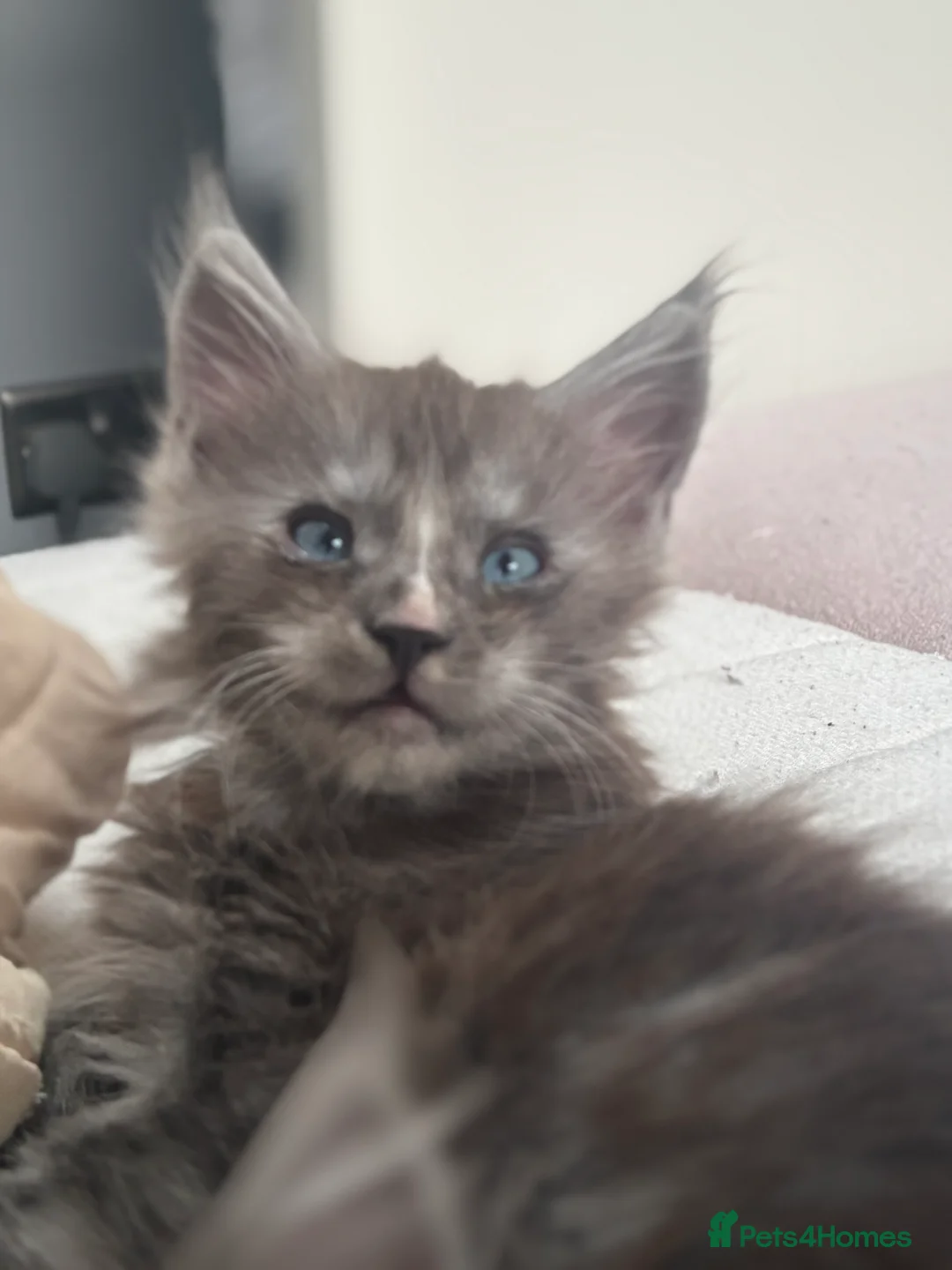 Maine Coon cats for sale: Cute Maine coon 2 boys & girl Blue eyes  - Advert 1