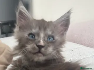 Maine Coon cats Cute Maine coon 2 boys & girl Blue eyes - Advert 5