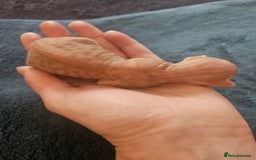 Sphynx cats for sale: Rare red tabby sphynx  - Image 3