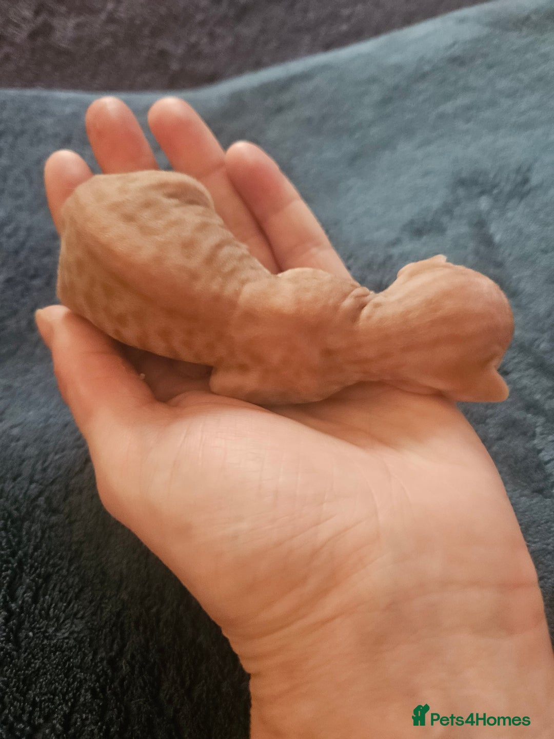 Sphynx cats for sale: Rare red tabby sphynx  - Image 3