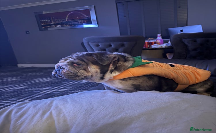 English Bulldog dogs - Advert 7