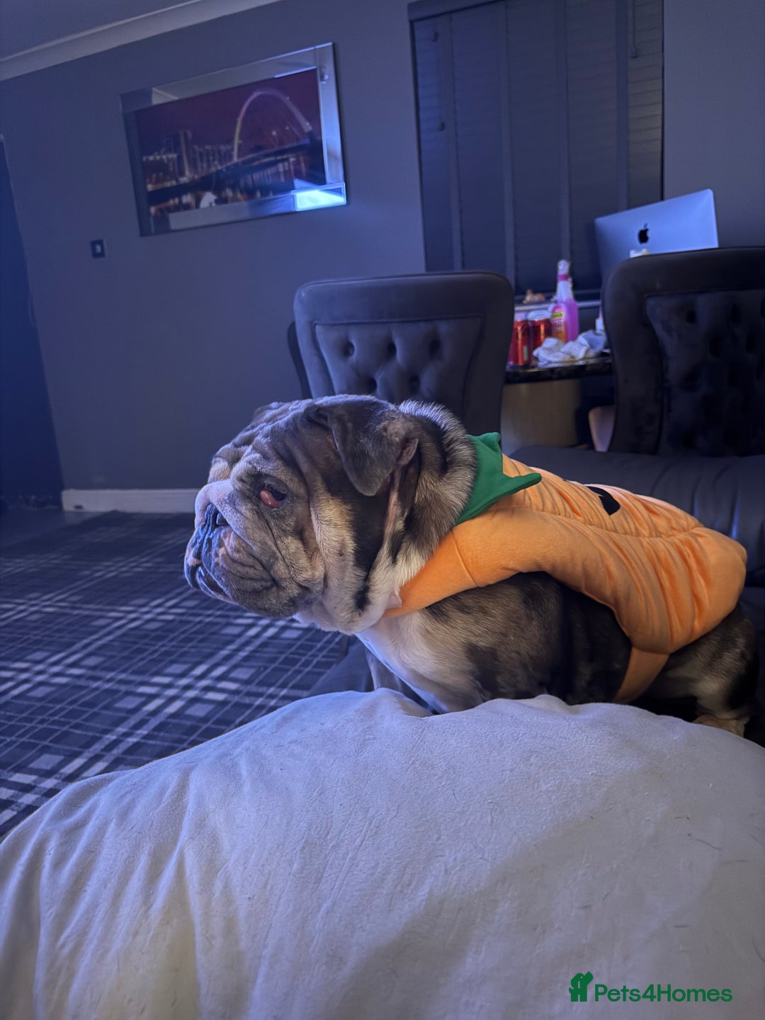 English Bulldog dogs for sale: Nellie English Bulldog  - Image 1