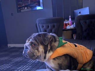 English Bulldog dogs - Advert 7