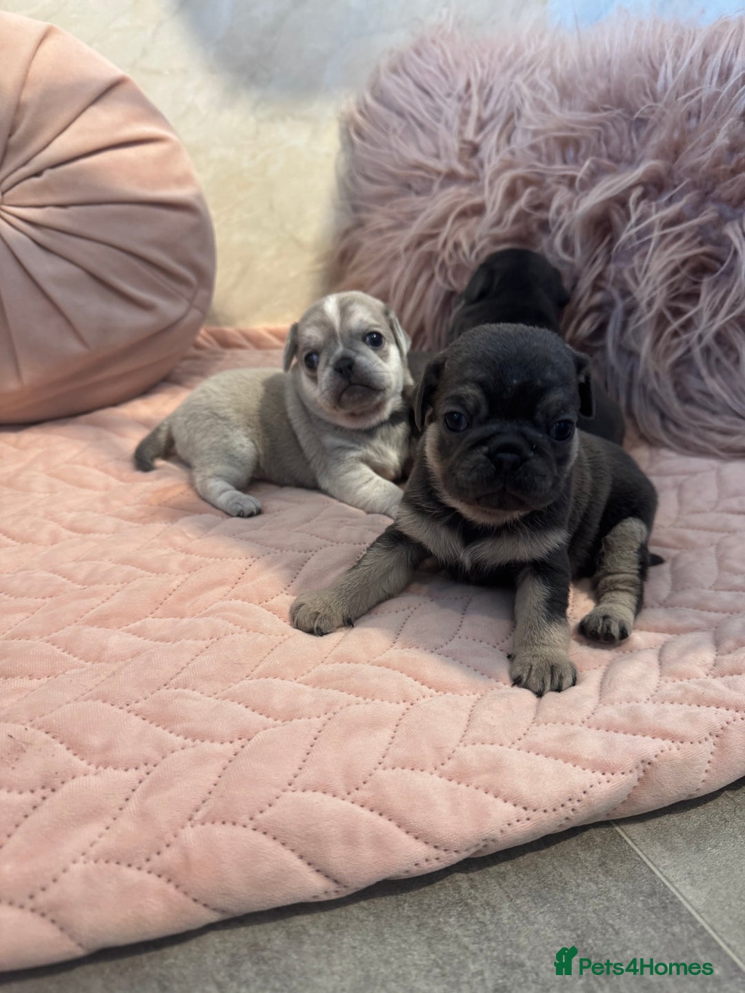 Pug dogs for sale: Only 2 left! Rare coloured pug puppies available  - Advert 24