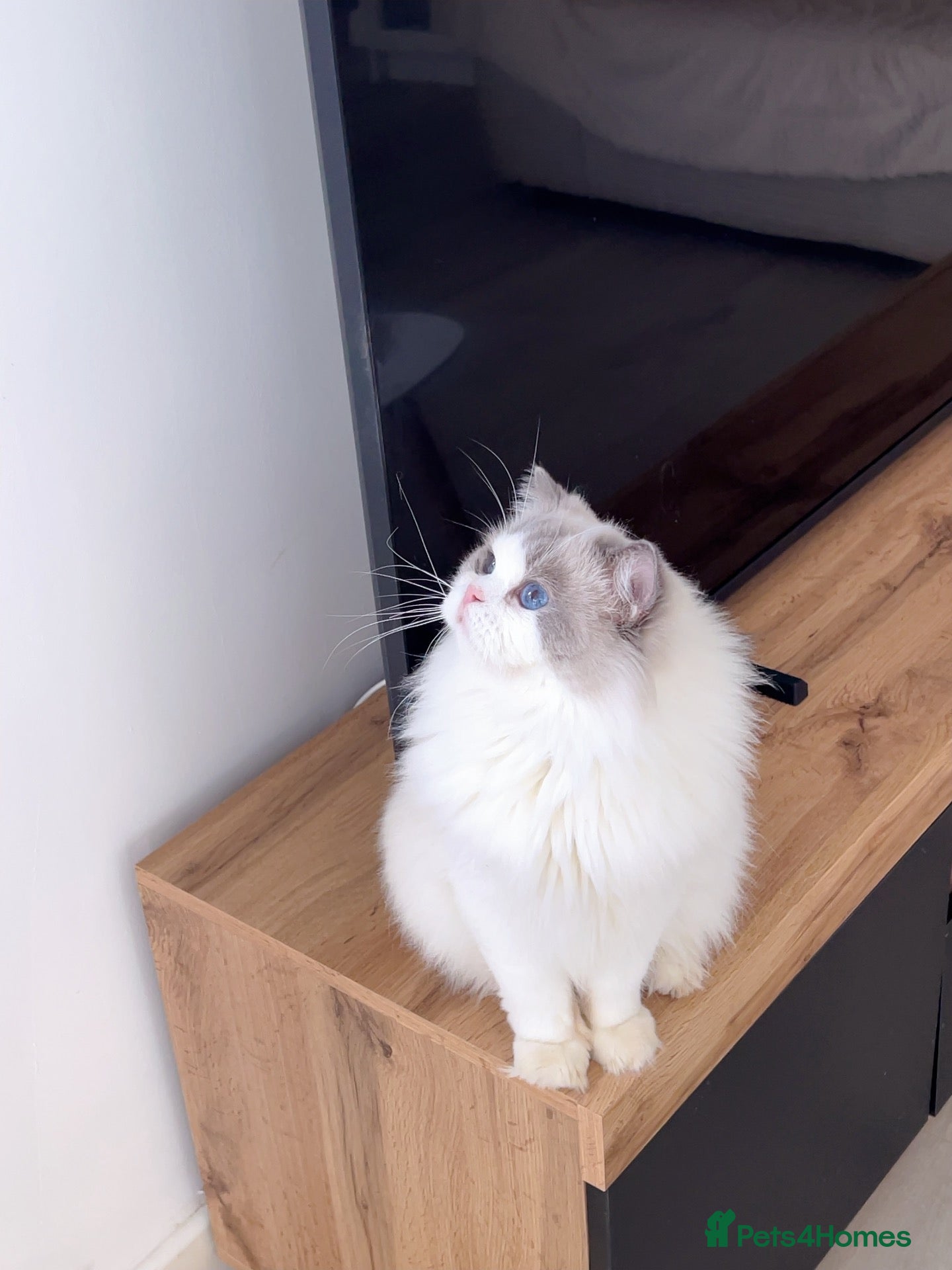 Ragdoll cats Gorgeous blue bicolour adult girl rehoming  - Advert 2