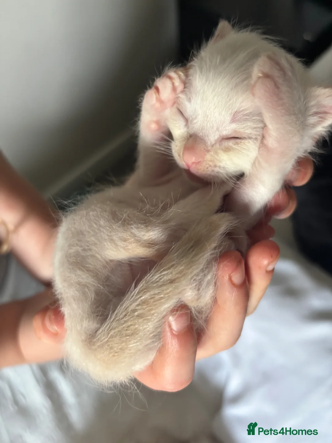 Ragamese cats for sale: Ragamese kittens for sale  in West Calder - Advert 9