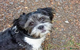 Lhasa Apso dogs for stud: Proven Lhasa Apso Stud – KC Registered in Airdrie - Image 2