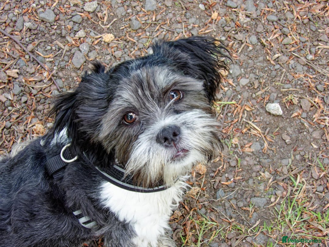 Lhasa Apso dogs for stud: Proven Lhasa Apso Stud – KC Registered in Airdrie - Image 2
