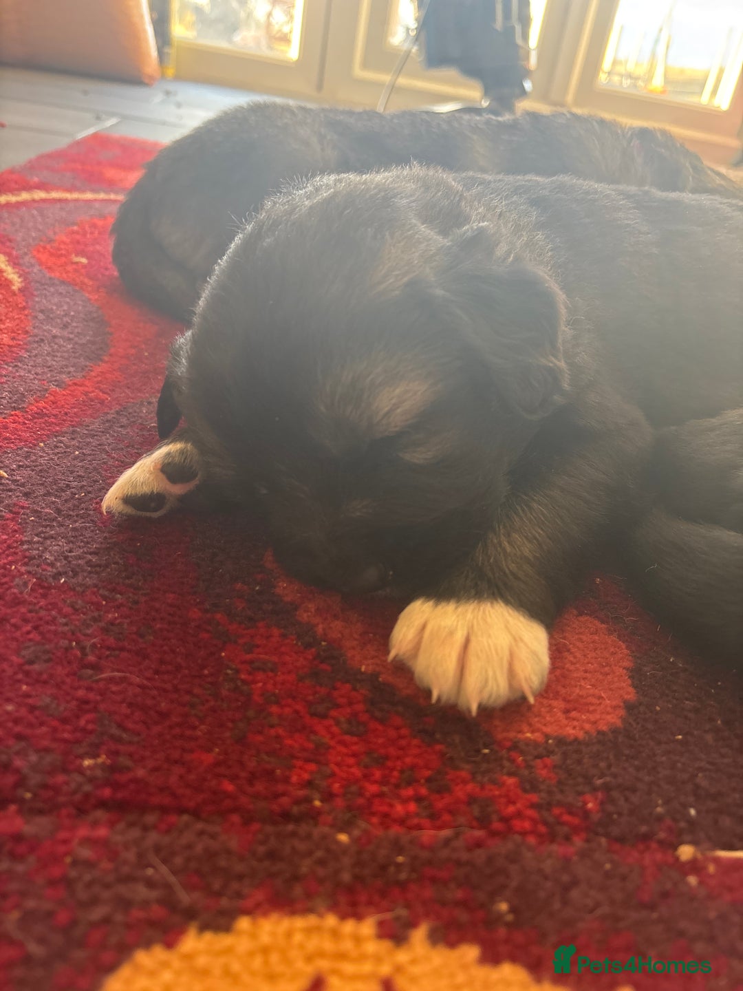 Caucasian Shepherd Dog dogs for sale: Caucasian Shepherds  - Advert 22