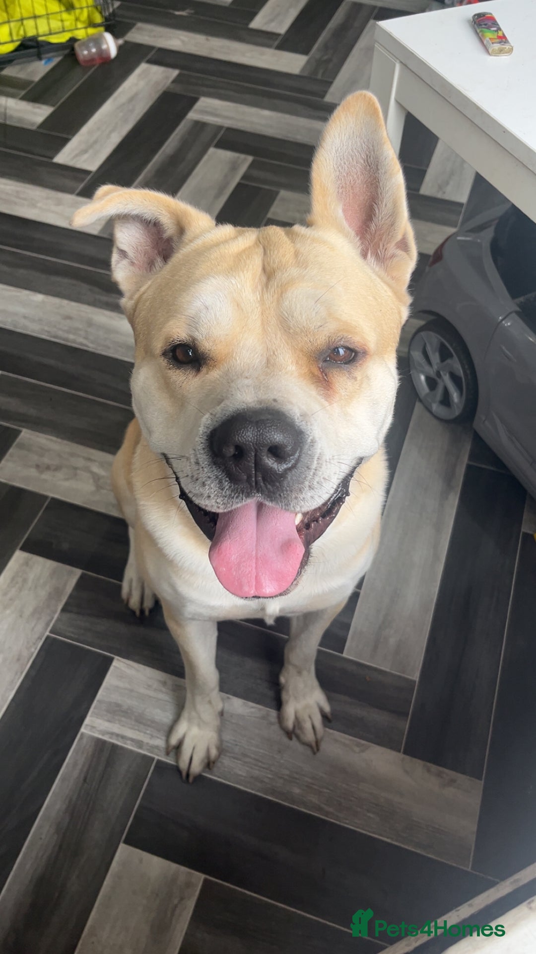Mixed Breed dogs for sale: rex cane corso - Image 3