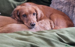 Cocker Spaniel dogs for sale: Golden / Red Working Cocker Puppy Kennel Club reg - Image 10