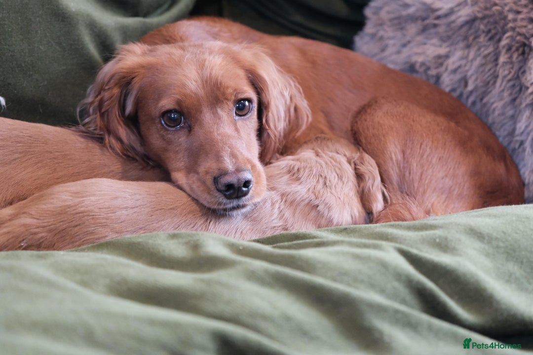 Cocker Spaniel dogs for sale: Golden / Red Working Cocker Puppy Kennel Club reg - Image 10