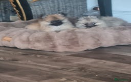 Pomeranian dogs for sale: ** Pomeraniums  - Image 3