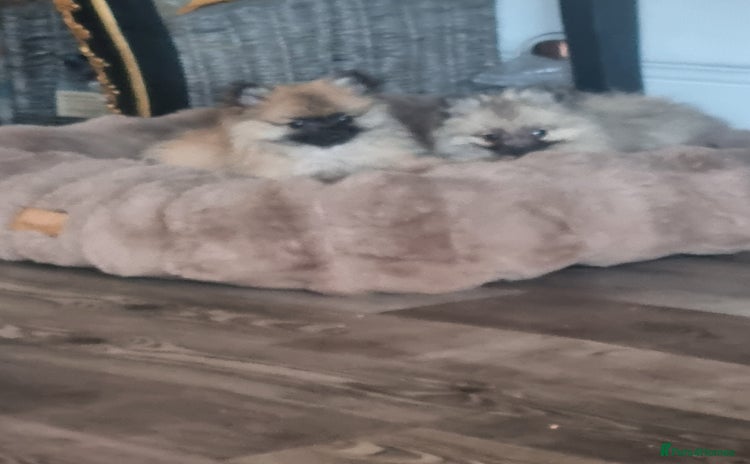 Pomeranian dogs - Advert 6