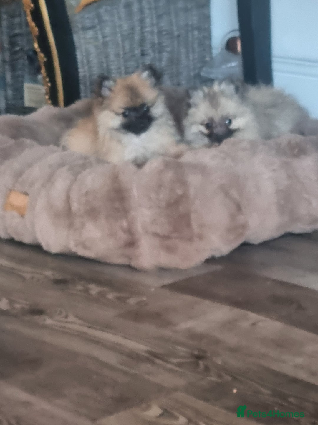 Pomeranian dogs for sale: ** Pomeraniums  - Image 3