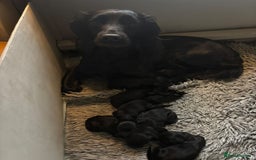 Cocker Spaniel dogs for sale: Beautiful Cocker Spaniel Pups For Sale - Image 6