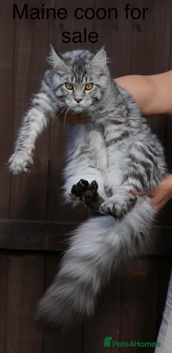 Maine Coon cats Monarch Maine coon kitten XL PEDIGREE maine coons - Advert 4
