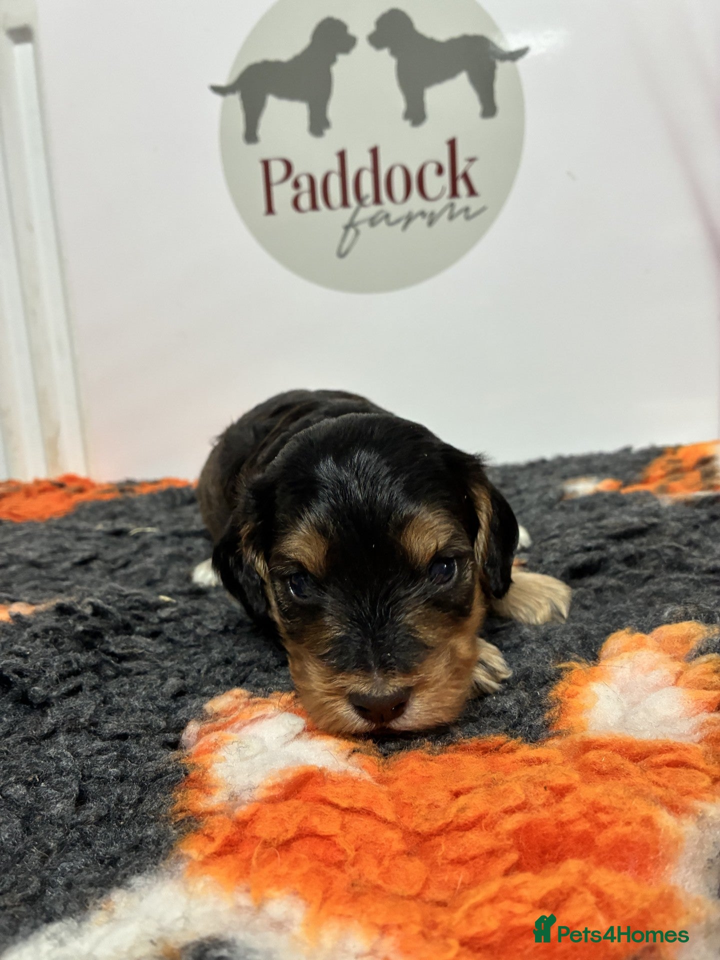Cockapoo dogs for sale: 🌟 Stunning F1 cockapoo puppies 🌟 - Advert 3