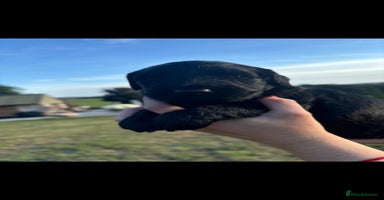 Portuguese Water Dog dogs - Advert 9
