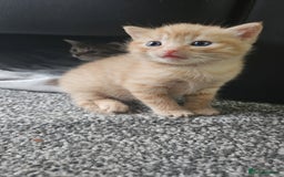 Bengal cats for sale: Beautiful Kittens for Sale - Image 4