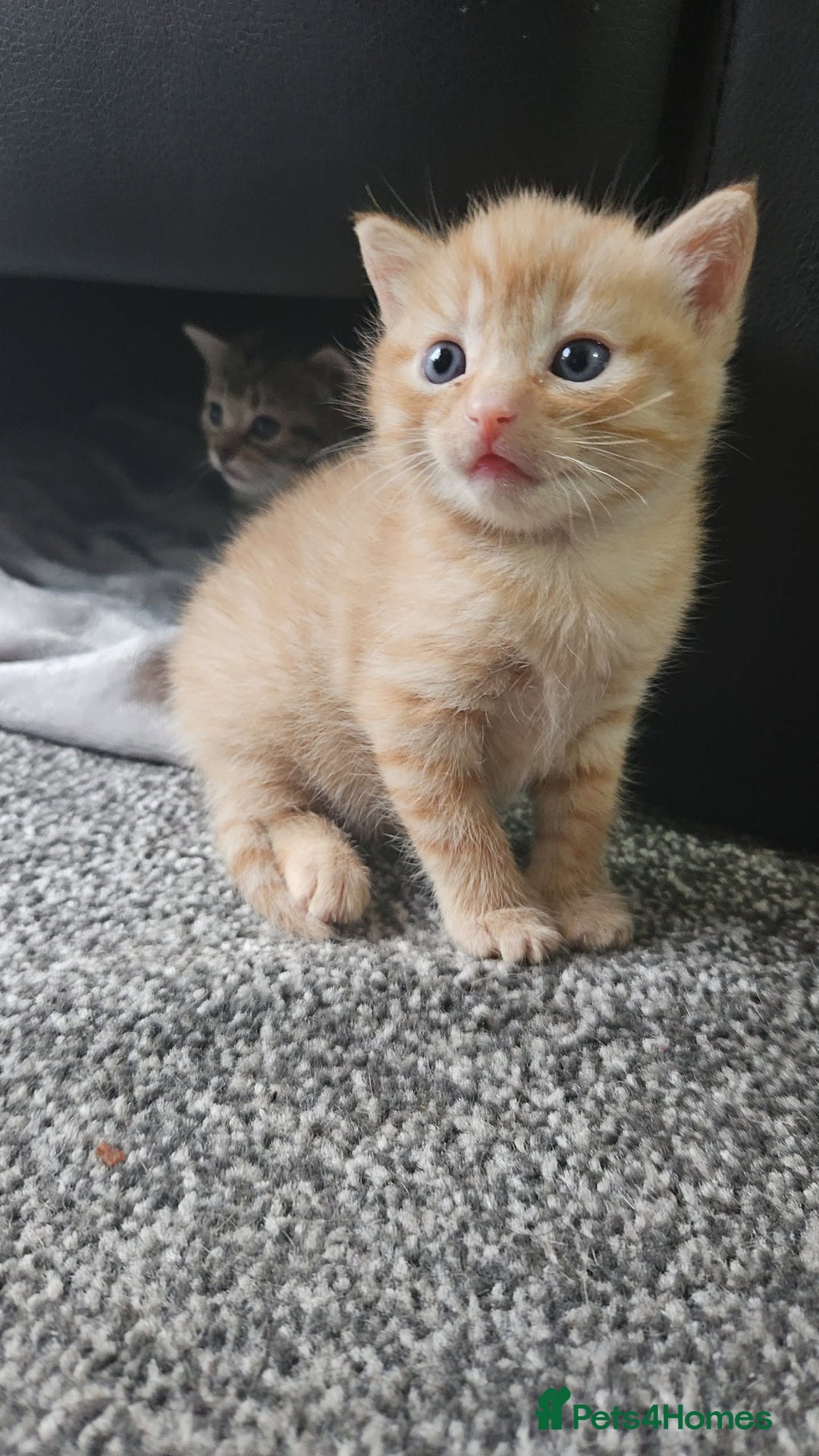 Bengal cats for sale: Beautiful Kittens for Sale - Image 4