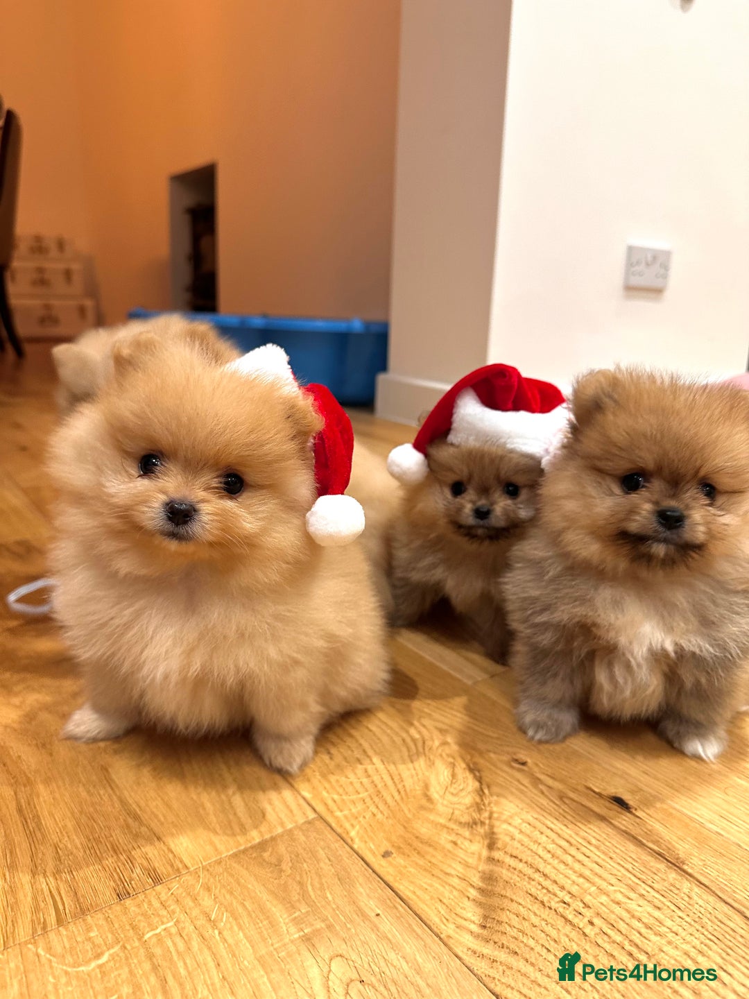 Pomeranian dogs for sale: Pomeranian teddy bear face puppies🐶 - Advert 5