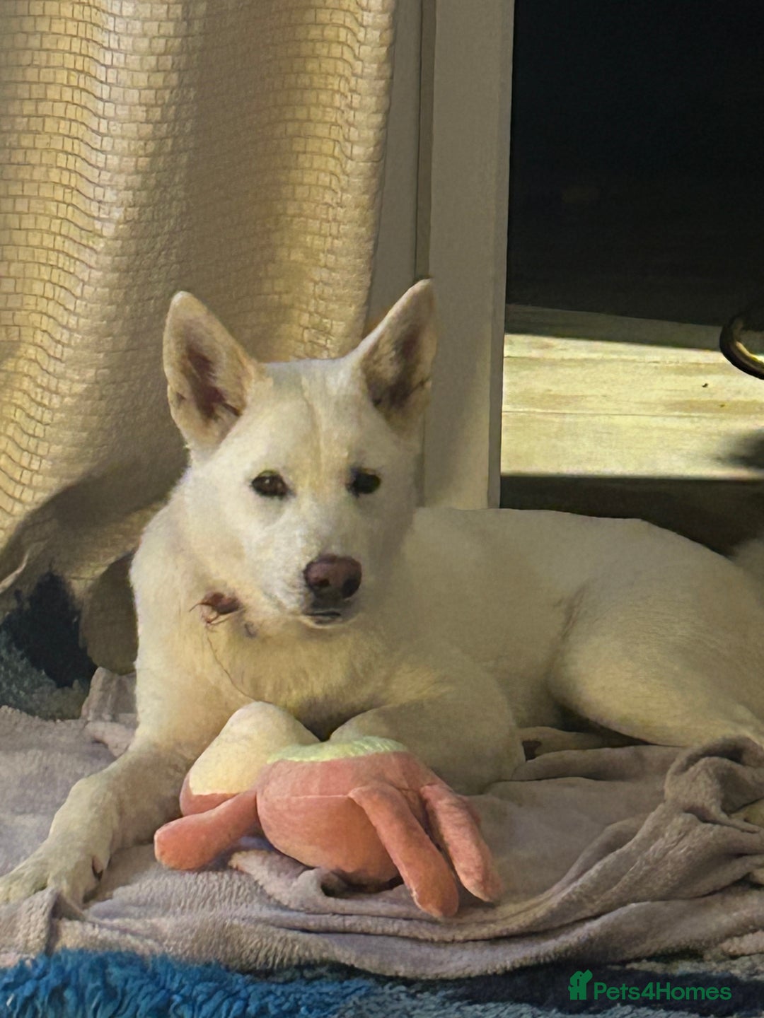 Akita dogs for sale:  2 Beautiful white American Akita female in Wolverhampton - Image 7