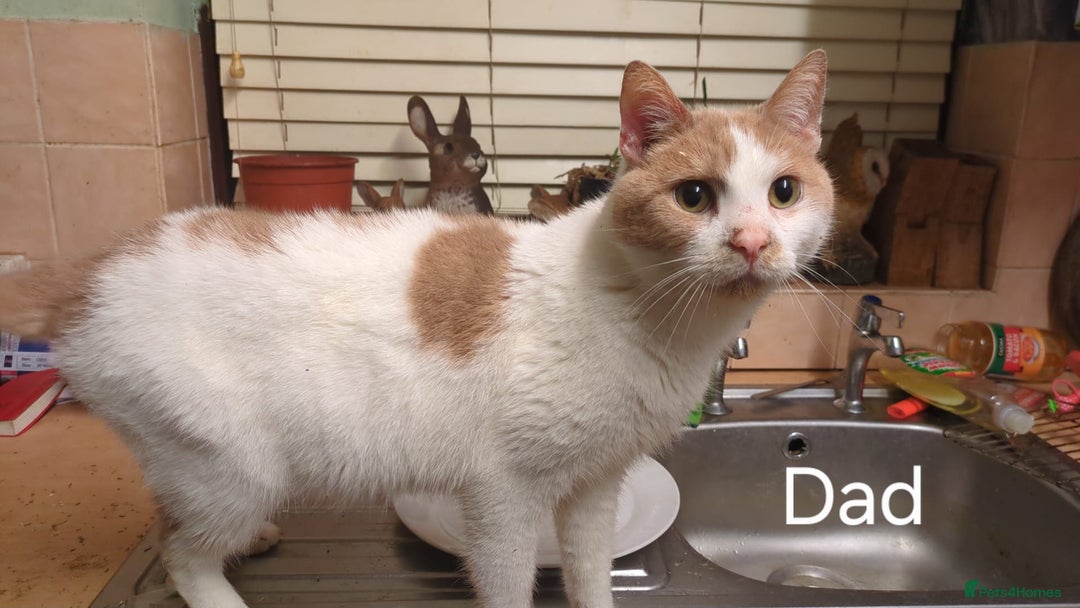 Mixed Breed cats for sale: Pretty Ginger Girl - Advert 12