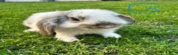 Mini Lop rabbits for sale: Mini Lop Rabbits For Sale  - Advert 13