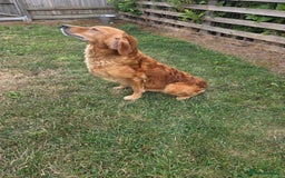 Golden Retriever dogs for sale: 🧡 dark red working Golden Retriever puppies 🧡 - Image 18