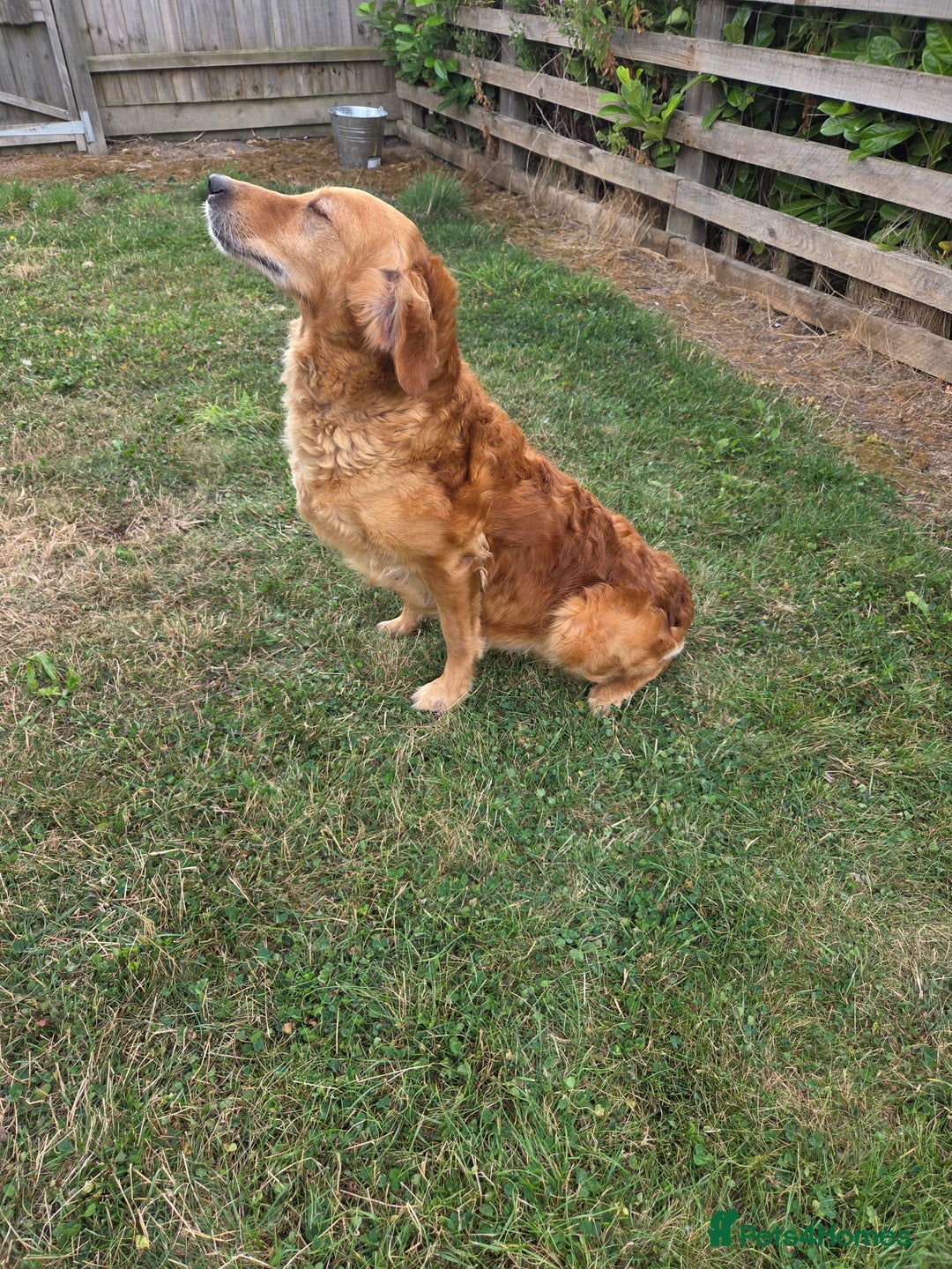 Golden Retriever dogs for sale: 🧡 dark red working Golden Retriever puppies 🧡 - Image 18