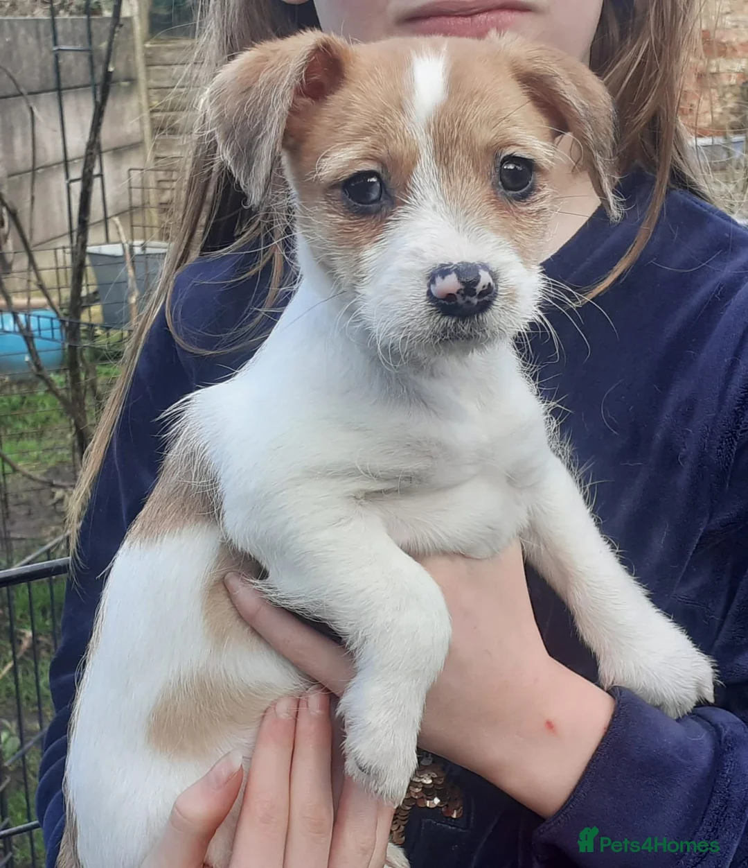Mixed Breed dogs for sale: chinese crested x jack russell puppies for sale in Sutton-in-Ashfield - Advert 7
